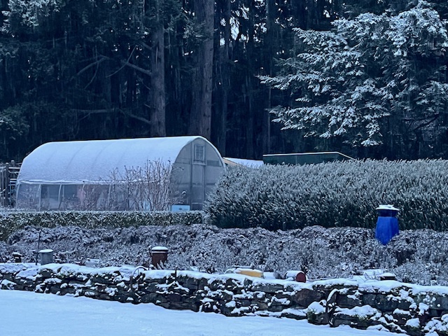 snowy Lavender farm