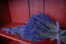 dried Lavender bundles
