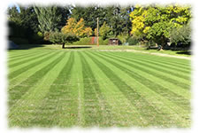 The New Croquet Lawn