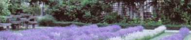 Lavender Picture