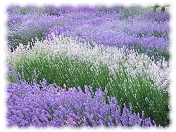 purple and white Lavender