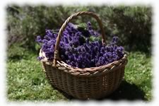 Lavender Harvest Photo Gallery