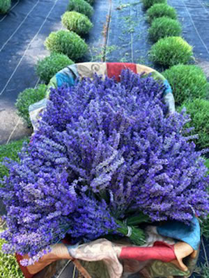 harvesting lavender bundles