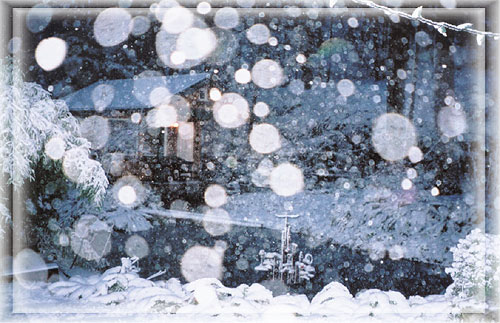 Lavender Farm under Snow