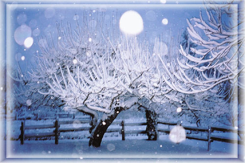Lavender garden in the snow