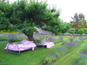 Lavender Double Beds