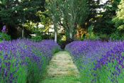 A Lavender Path